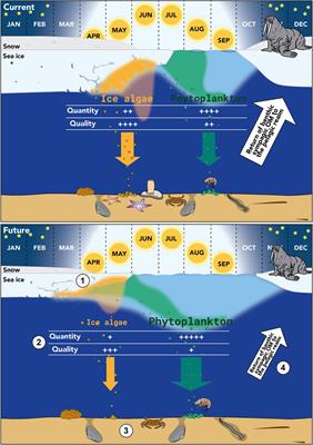 Ice algae contributions to the benthos during a time of sea ice change: a review of supply, coupling, and fate